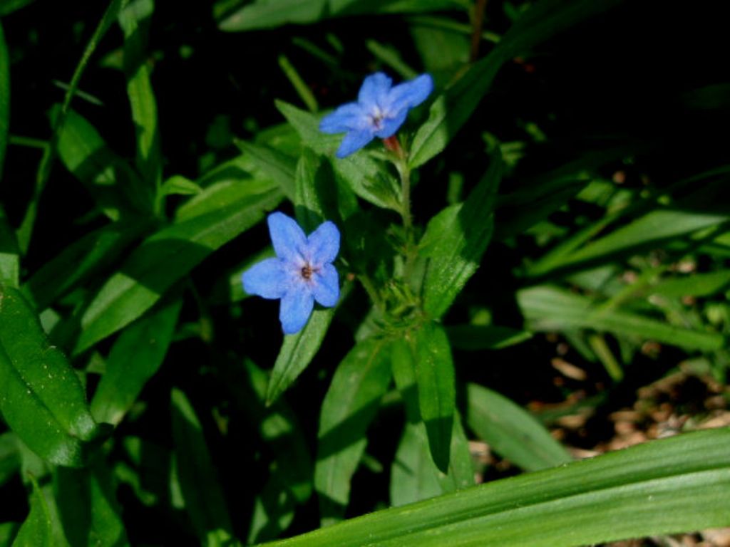 Buglossoides purpurocaerulea